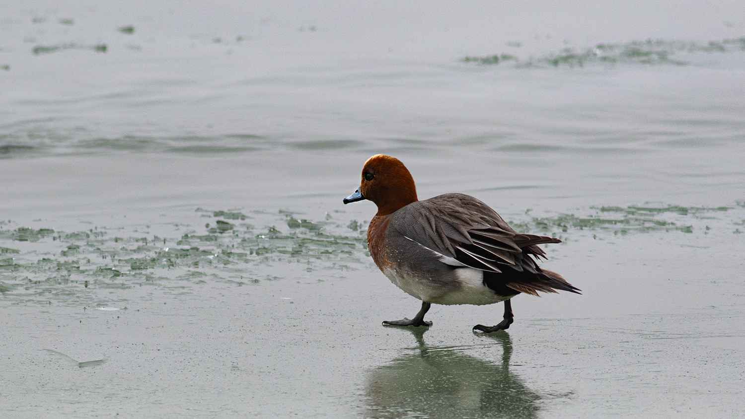 Eurasian Wigeon